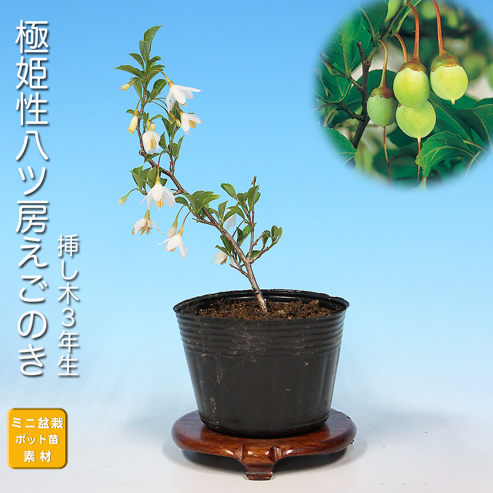 極姫性八ツ房えごのき