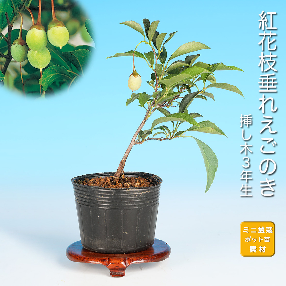 紅花枝垂れえごのき