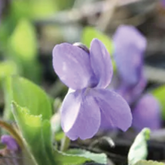 ニオイスミレ「トラベック」