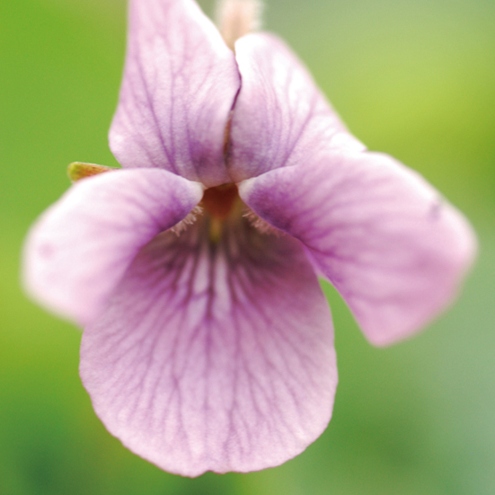 ニオイスミレ「ジャックサンプソン」