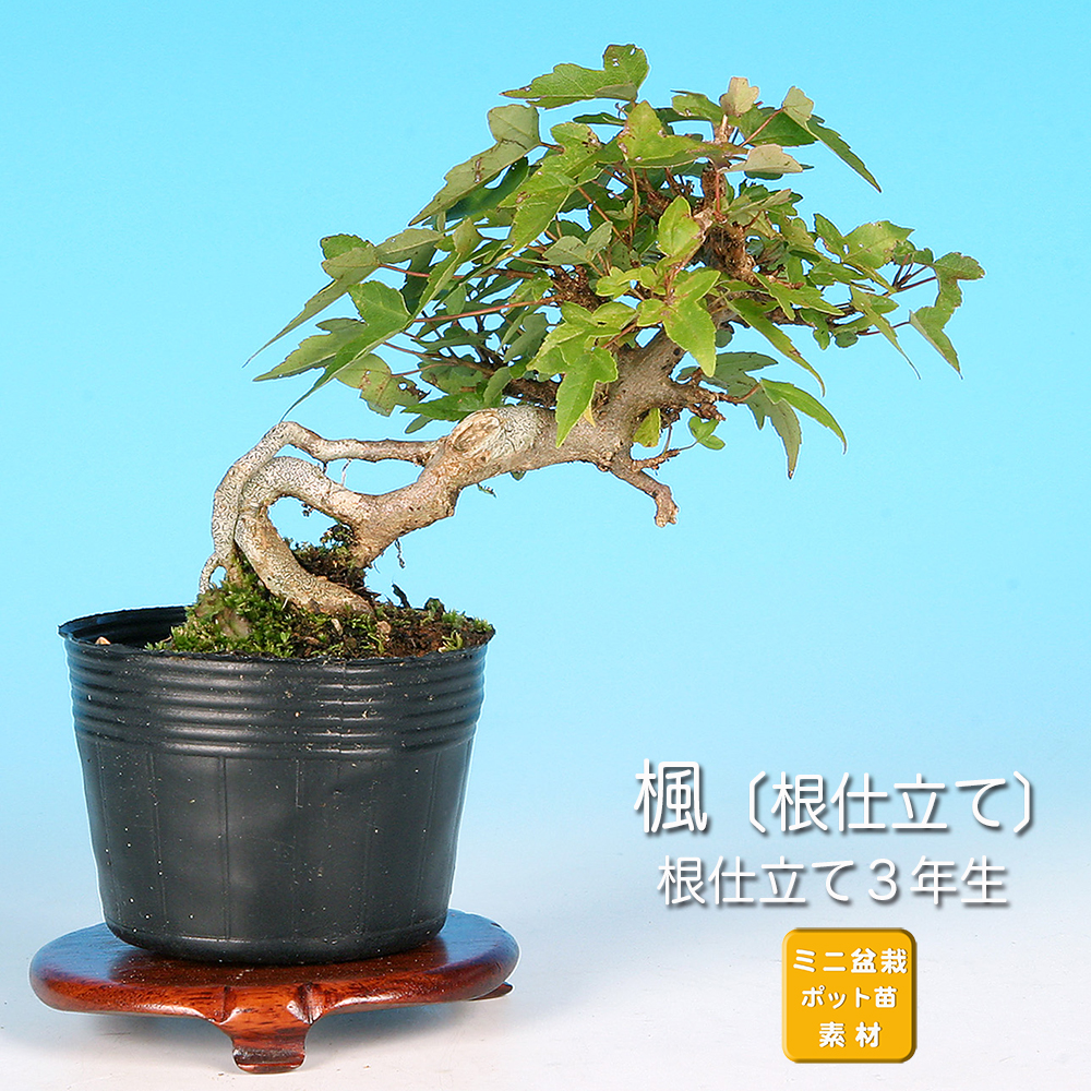 楓〔根仕立て〕