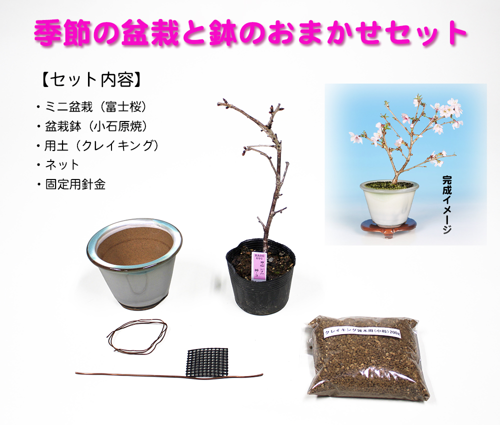 盆栽キット 季節の盆栽と鉢のおまかせセット 【桜】　送料無料