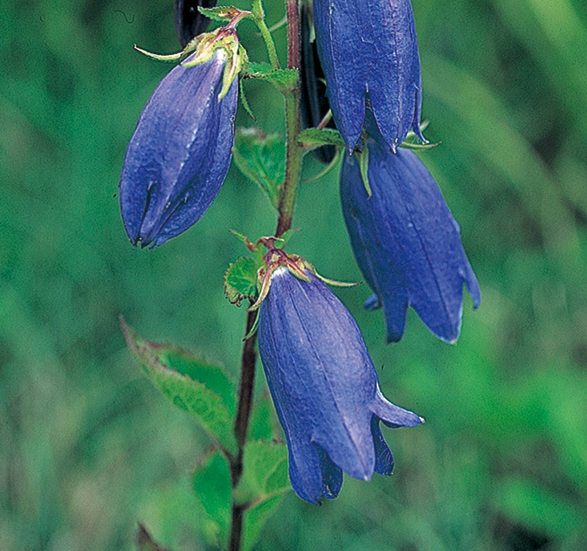 青花ホタルブクロ　9cmﾎﾟｯﾄ