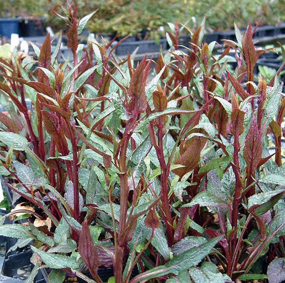 カラスバホタルブクロ　9cmﾎﾟｯﾄ