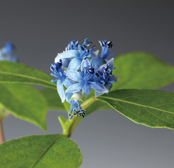 常山アジサイ　9cmﾎﾟｯﾄ
