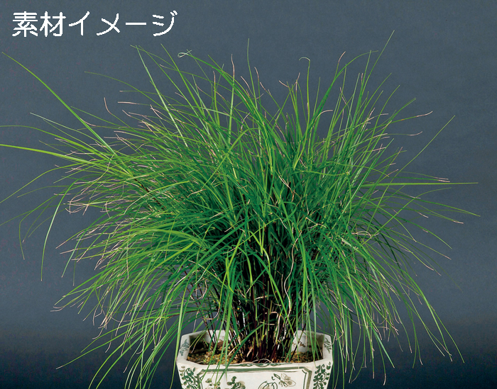 雲南テンジクスゲ　9cmﾎﾟｯﾄ