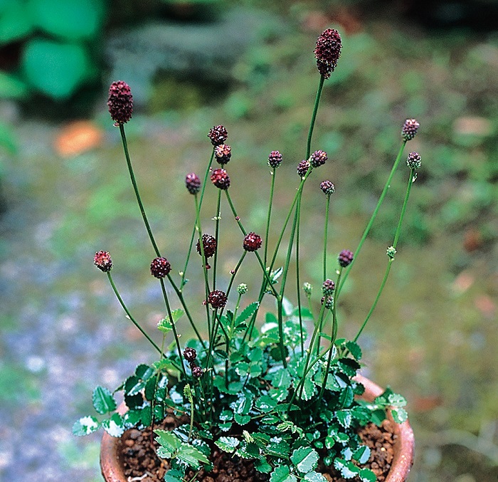 ヤクシマワレモコウ　7.5cmﾎﾟｯﾄ