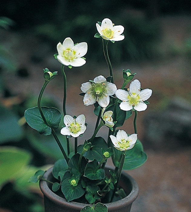 神津ウメバチソウ　7.5cmﾎﾟｯﾄ