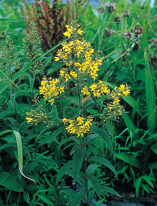 クサレダマ　9cmﾎﾟｯﾄ