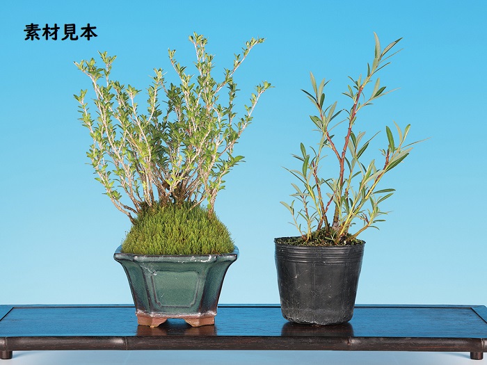 白丁木・猫柳２鉢セット