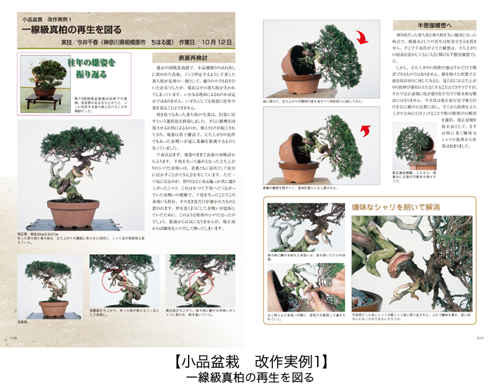 ◆盆栽道具◆ 糸魚川真柏（小品盆栽）