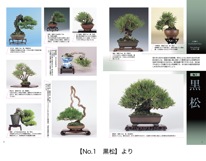盆栽　黒松　No.4 仕上がってます