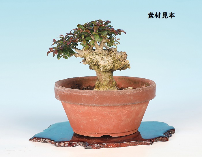 百日紅（桃花）