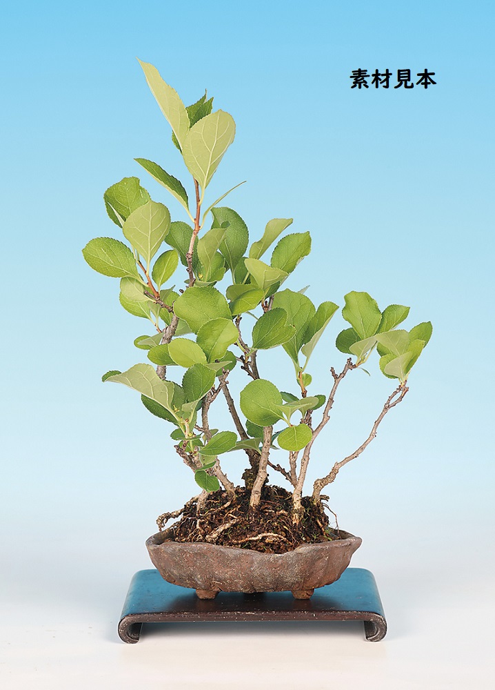 つる梅もどき（寄せ植え）