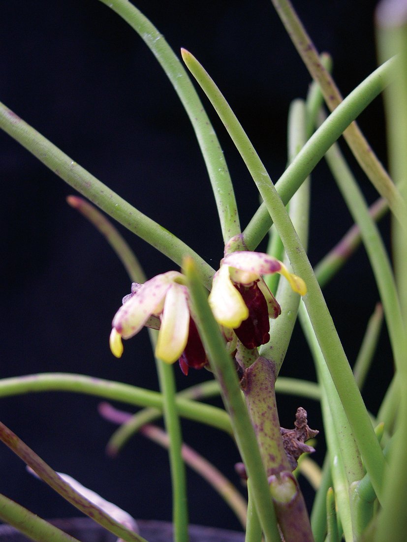 ボウラン　6cmﾎﾟｯﾄ