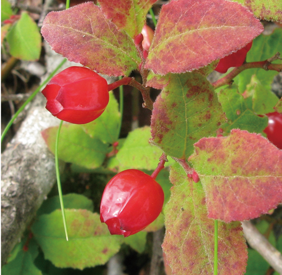 ウスノキ（カクミノスノキ）　9cmﾎﾟｯﾄ