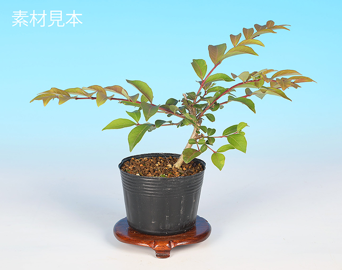 島百日紅（白花）