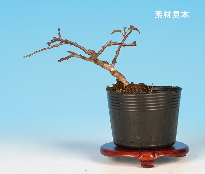 極小葉性黄実ずみ