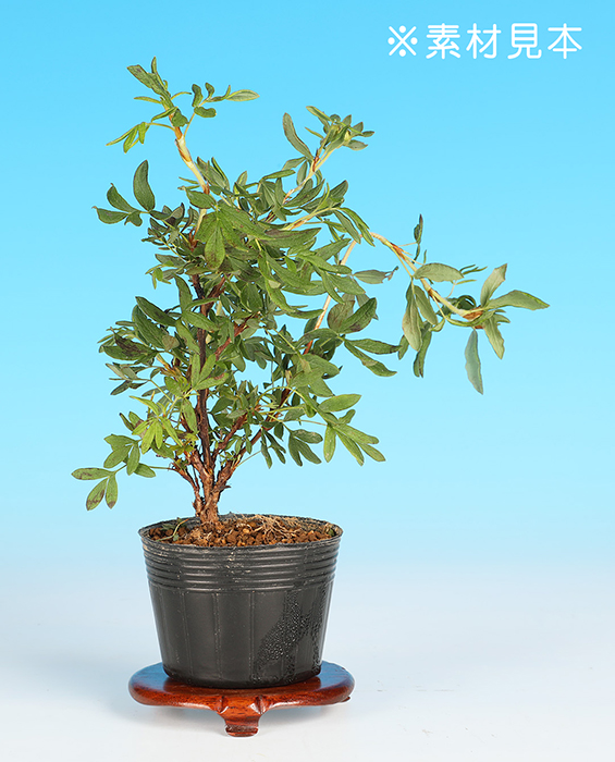 八重咲き金露梅