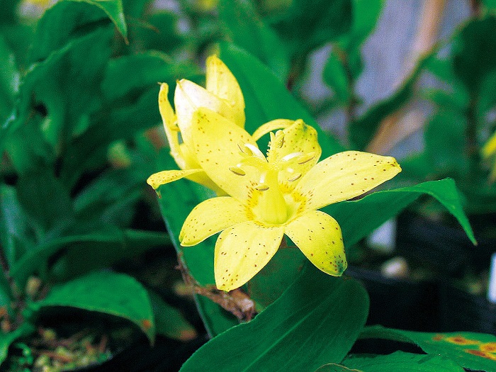 キバナホトトギス　9cmﾎﾟｯﾄ