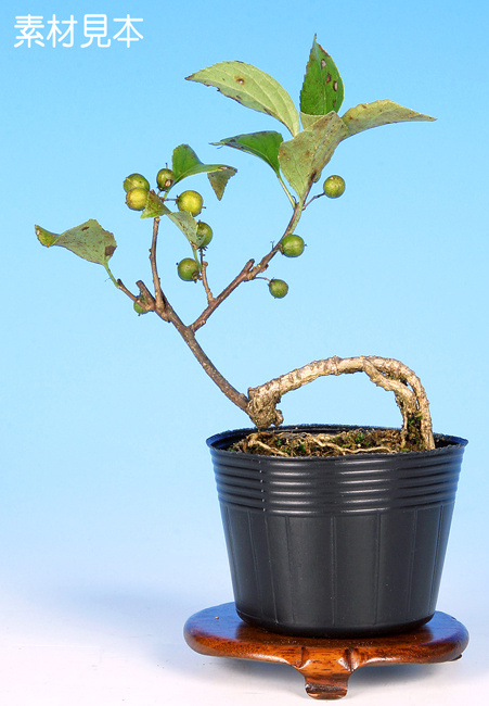 荒皮つる梅もどき