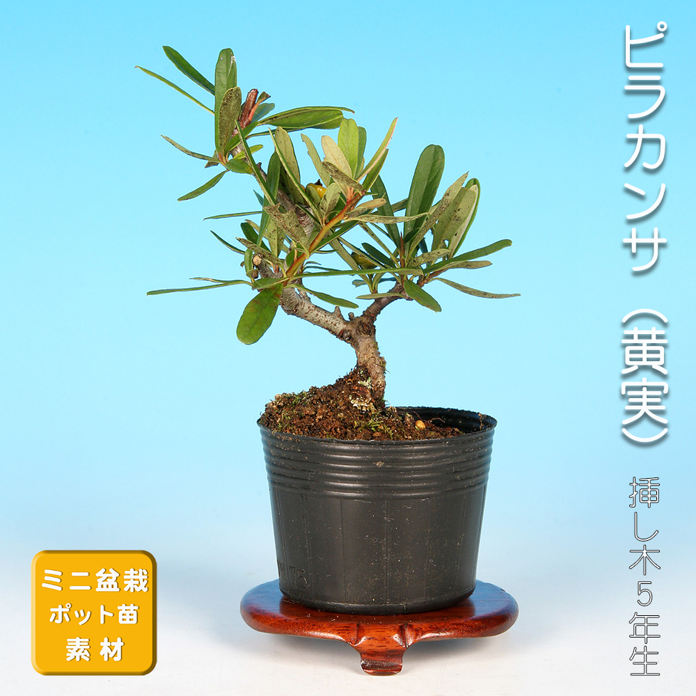 ピラカンサ（黄実）