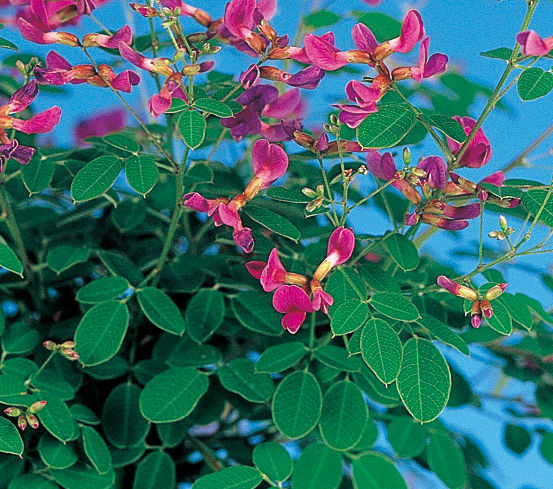 ヤクシマハギ　7.5cmﾎﾟｯﾄ