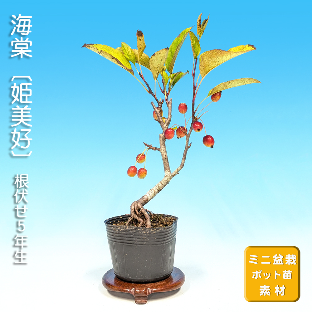 海棠〔姫美好〕