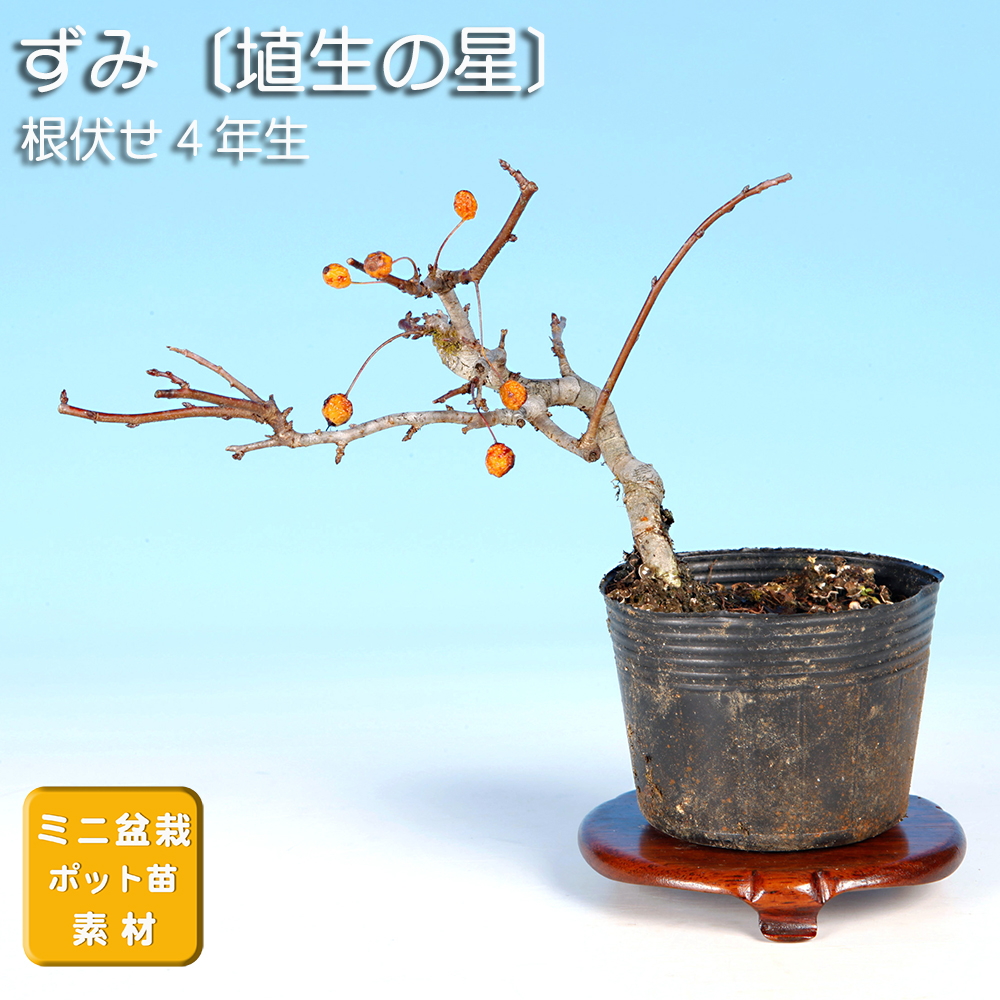 ずみ〔埴生の星〕