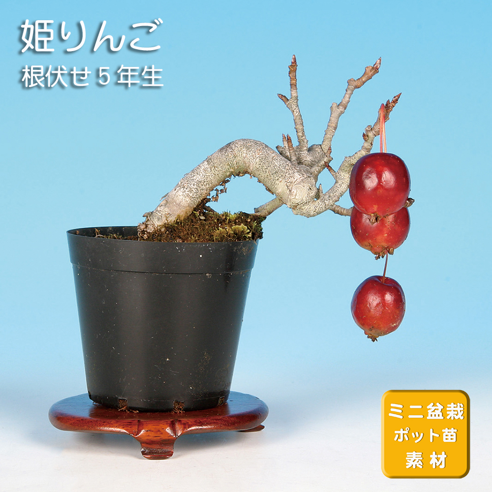 姫りんご | 盆栽、盆栽書籍、盆栽鉢の通販│近代出版