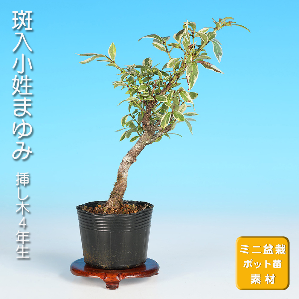 斑入小姓まゆみ