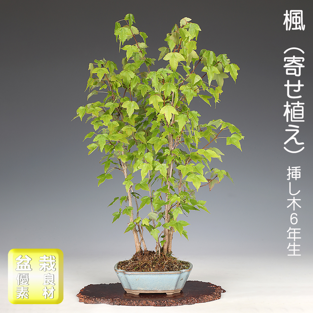 楓（寄せ植え）