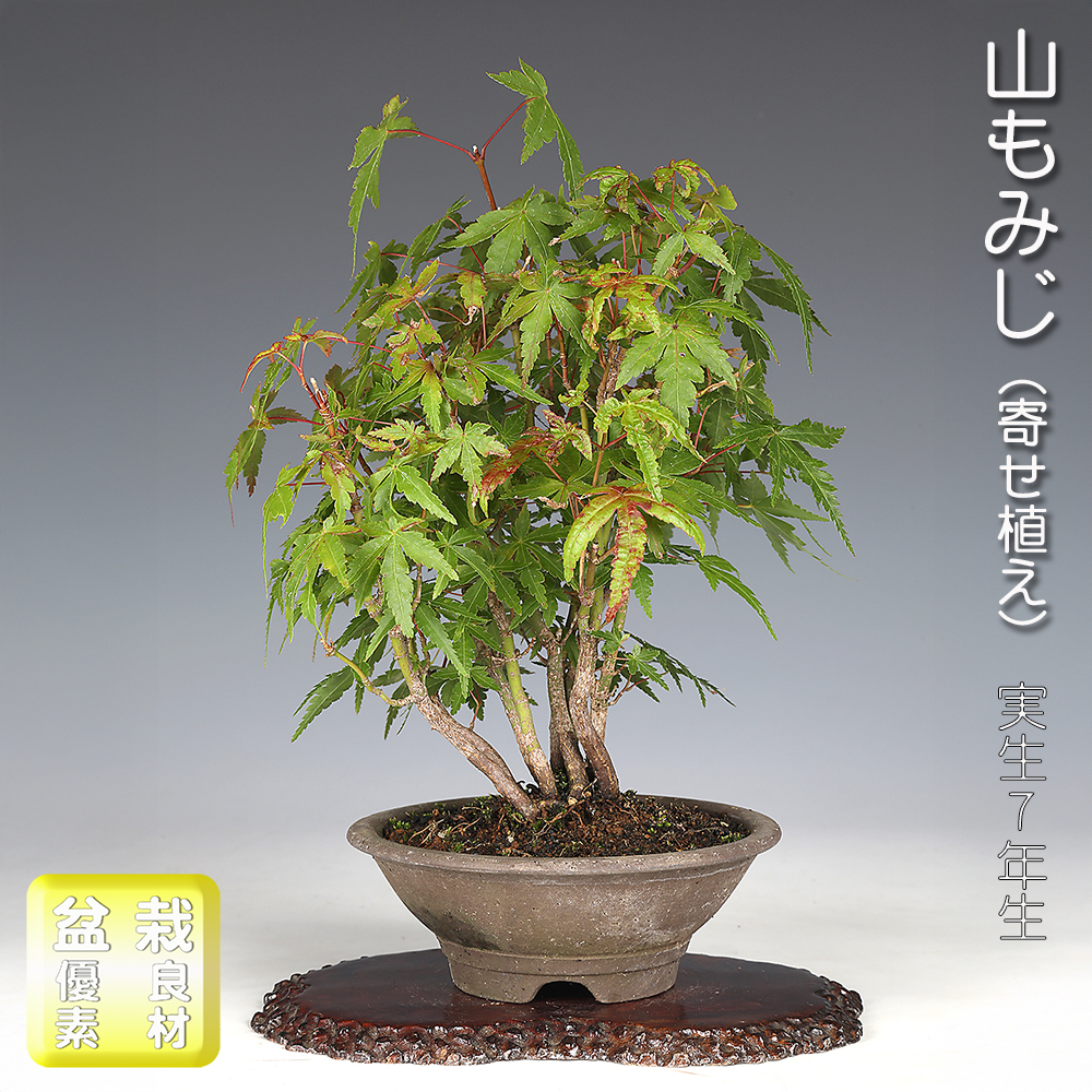 山もみじ（寄せ植え）