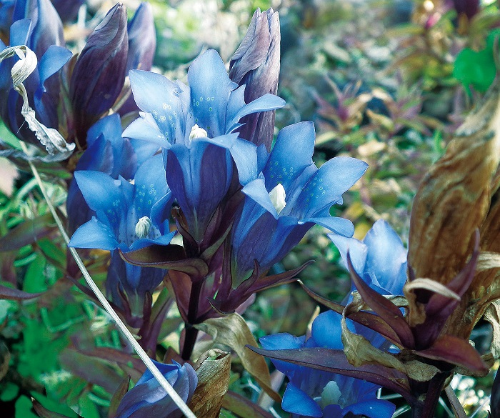 ササリンドウ　7.5cmﾎﾟｯﾄ