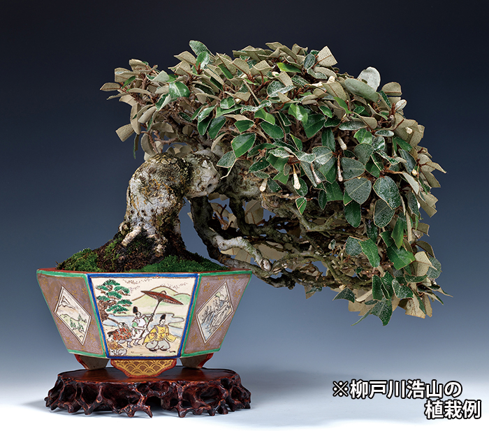中国鉢 絵鉢 - 陶芸