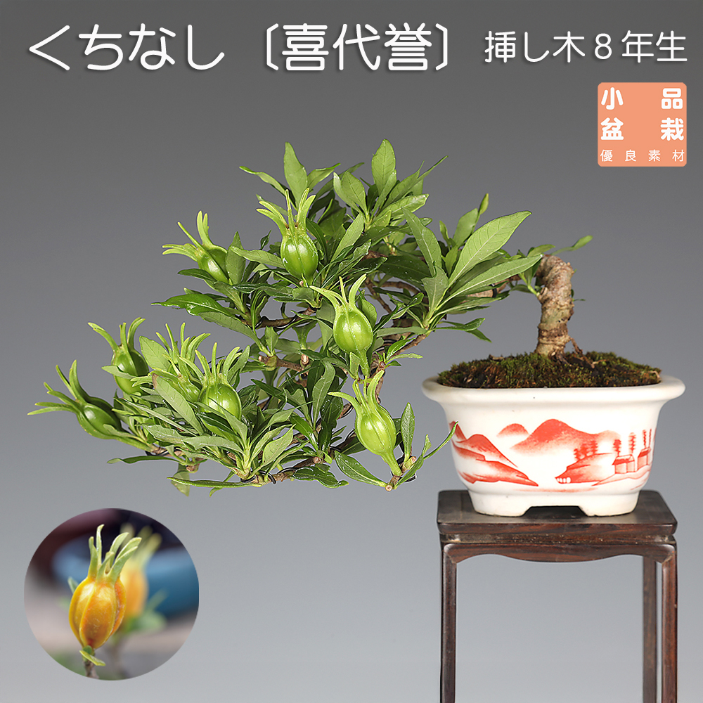 くちなし〔喜代誉〕