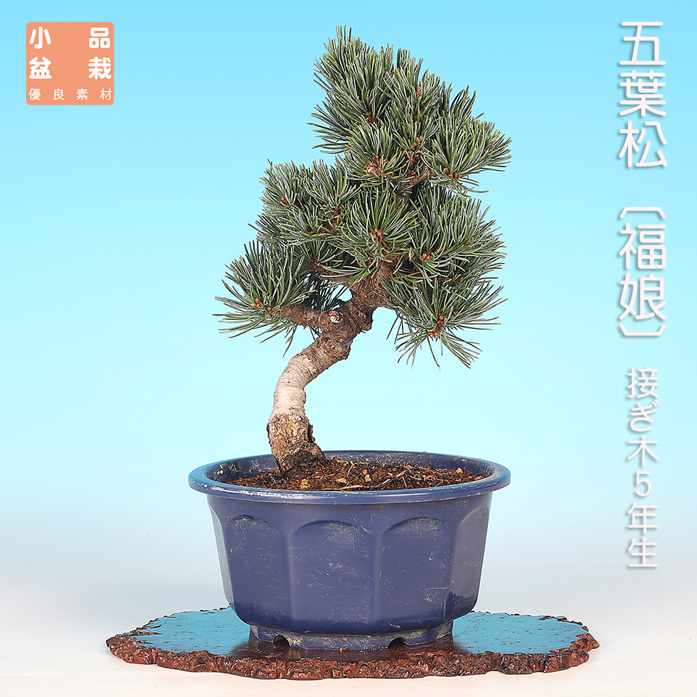 五葉松〔福娘〕