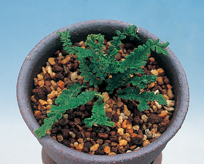 ペンナマリーナシシガシラ　7.5cmﾎﾟｯﾄ