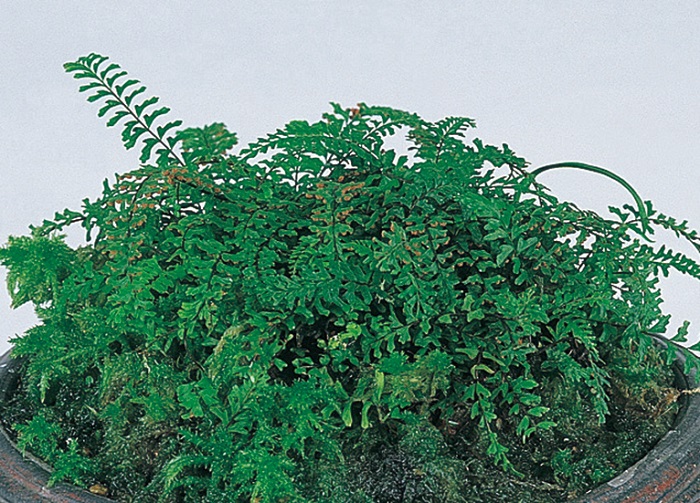 カミガモシダ　7.5cmﾎﾟｯﾄ