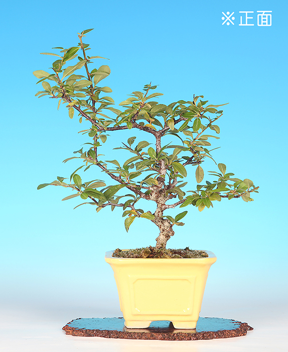 たちばなもどき