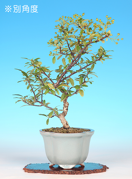 たちばなもどき