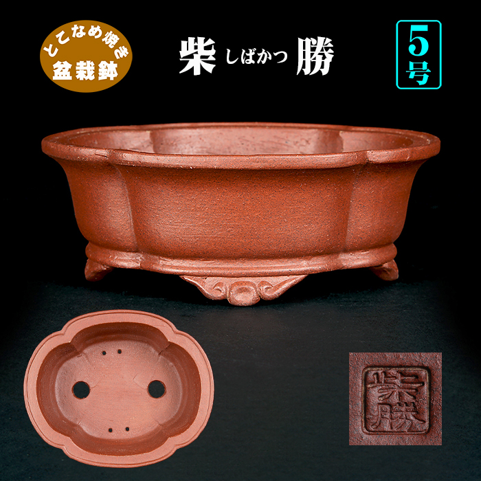 柴勝外縁下紐木瓜式鉢