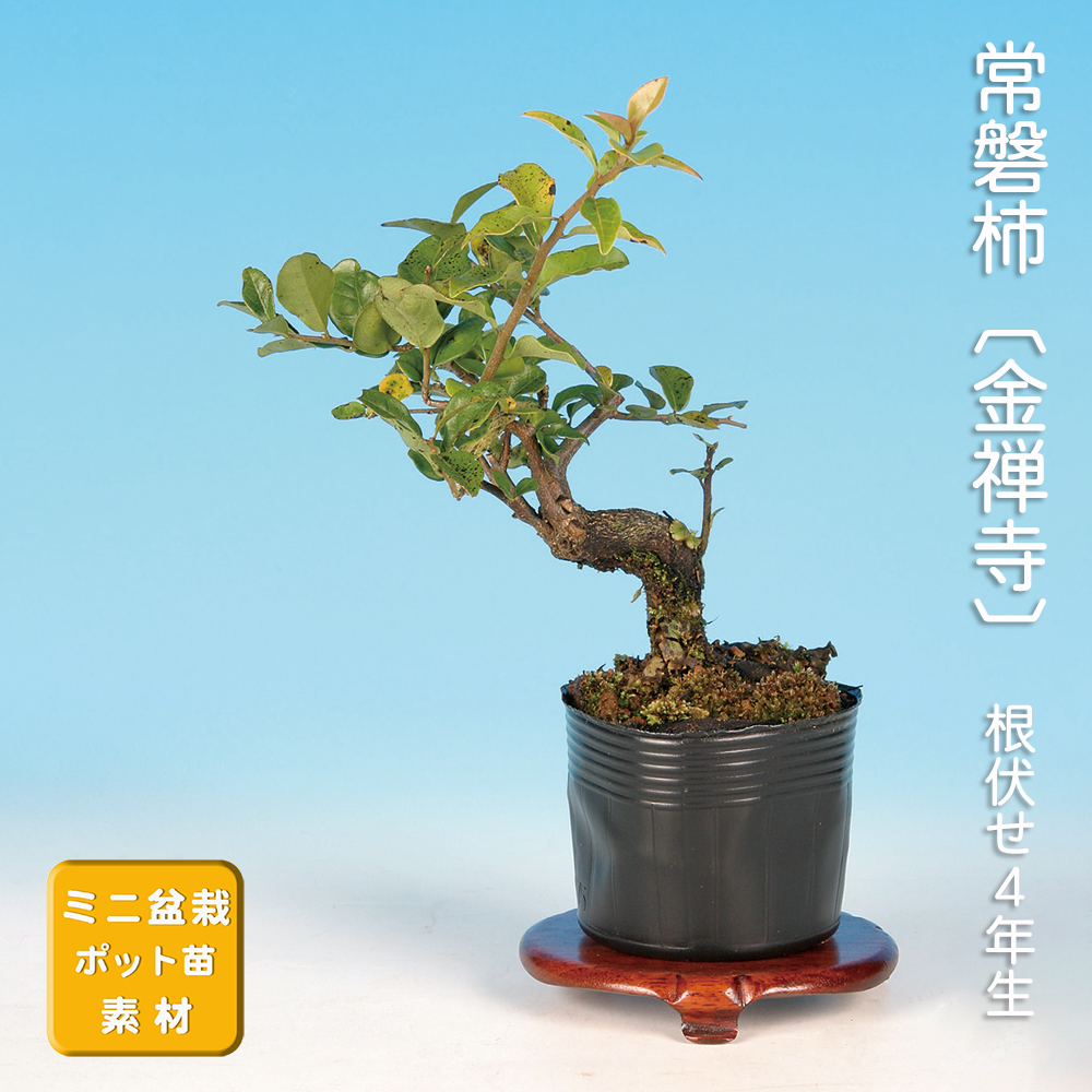 常盤柿〔金禅寺〕