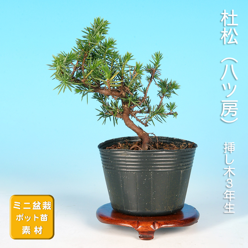 杜松（八ッ房）