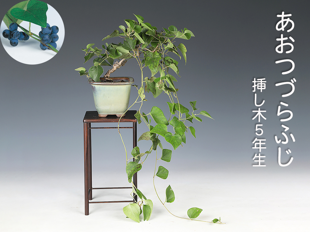 あおつづらふじ