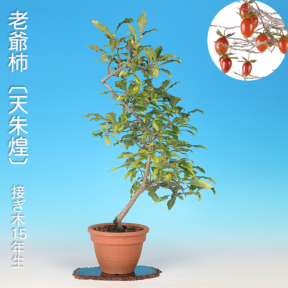 老爺柿〔天朱煌〕