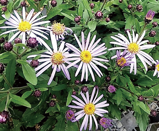 ノコンギク「乙姫」