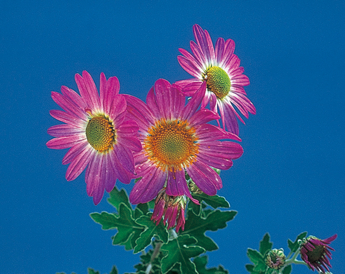 濃色サツマノギク