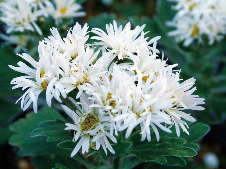 ハナイソギク「白髪の誉」