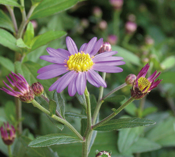 ノコンギク「夕映」